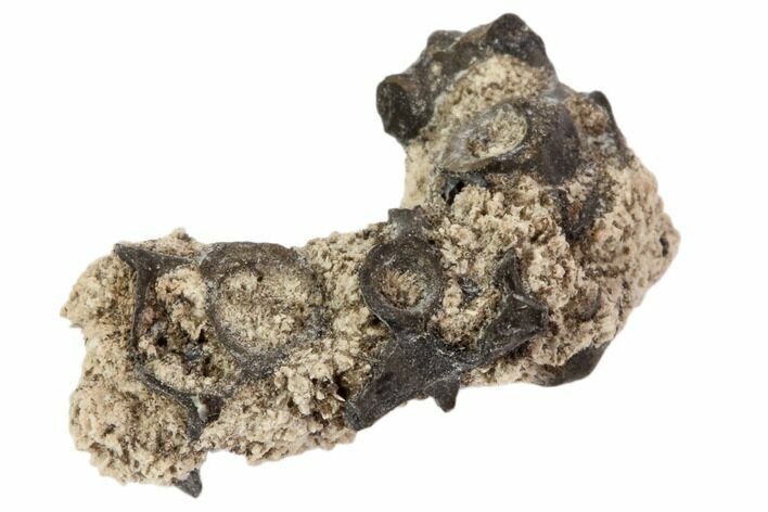 Permian Reptile Vertebrae & Bone Fragments - Oklahoma #79496